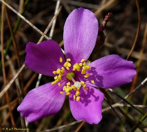{Phemeranthus mengesii}
